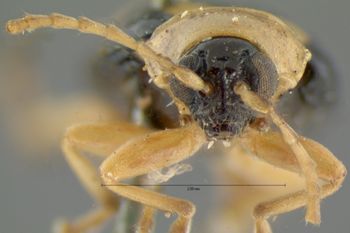 Media type: image; Entomology 18768   Aspect: head frontal view